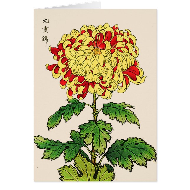 Crisantemo japonés vintage. Amarillo mostaza (Frente)