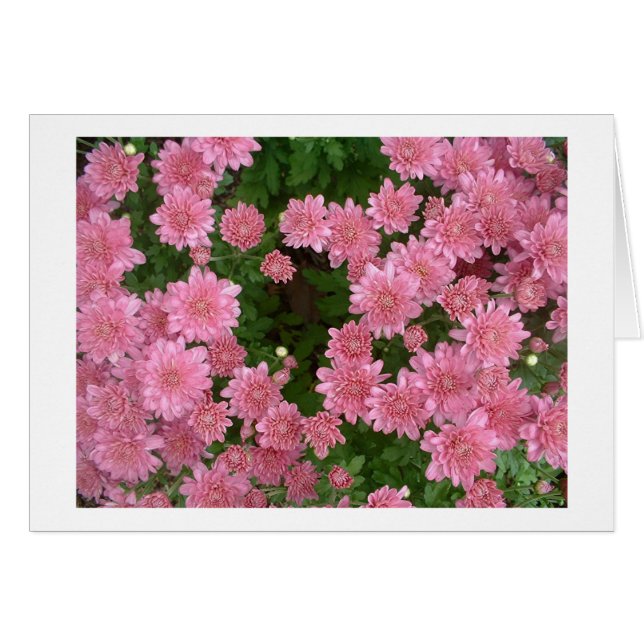 Crisantemo rosa (Anverso (Horizontal))