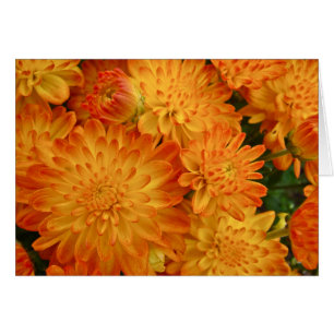 Crisantemos del naranja del fuego
