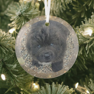 Cristal Adorno de vidrio de cachorro gris de pedido especi