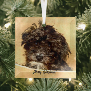 Cristal Adorno de vidrio de perro Schnoodle