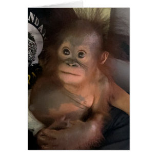 Cristal huérfano de bebé de Orangután