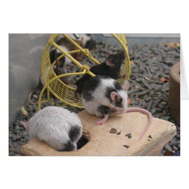 Critters de la tienda de mascotas (Anverso (Horizontal))