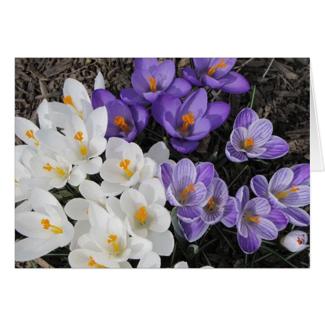 Crocus (Anverso (Horizontal))