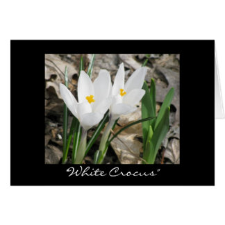 'Crocus blanco'