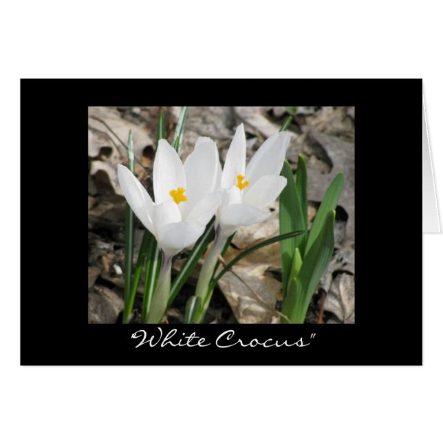 'Crocus blanco' (Anverso (Horizontal))
