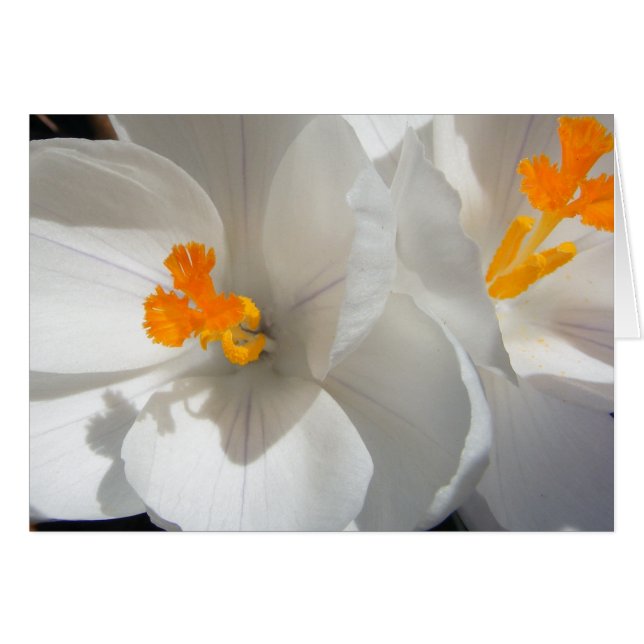 Crocus blanco (Anverso (Horizontal))