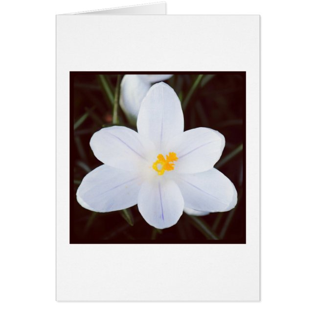 Crocus blanco (Frente)