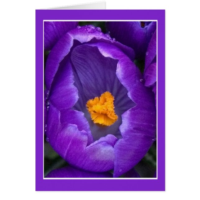 Crocus Blossom (Frente)