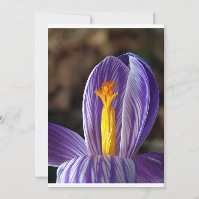 Crocus Blossom - Invitación (Anverso)