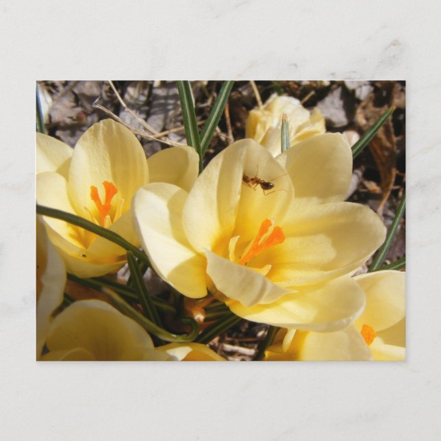 Crocus con ant 111 ~ postal (Anverso)