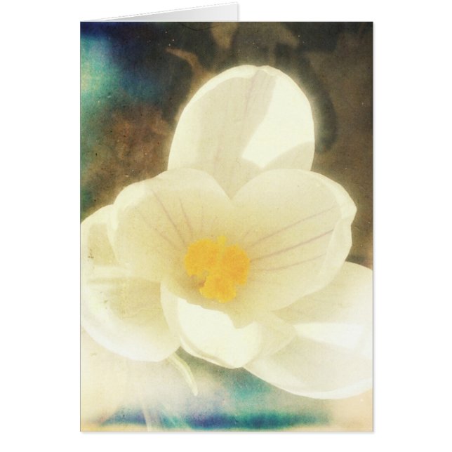 Crocus Flower Grunge (Frente)