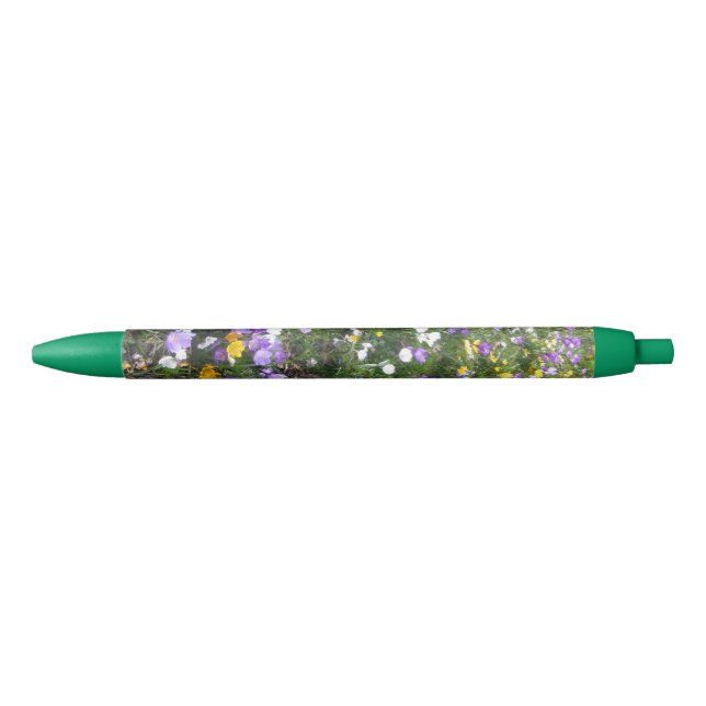 Crocus Multicolor Primavera Flores Pluma verde (Anverso)