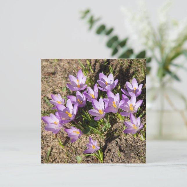 Crocus primaverales lindos (Anverso de pie)