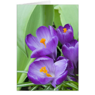 Crocus púrpura florece en el jardín