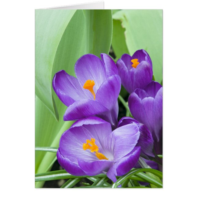 Crocus púrpura florece en el jardín (Frente)