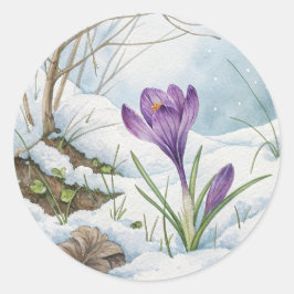 Crocus Púrpura Primavera En El Pegatina De Nieve