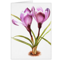 "Crocus Púrpura" tarjeta en blanco de arte fino pa