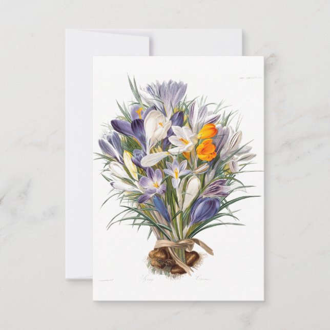 Crocus Spring Flower Botanical Floral Art (Anverso)