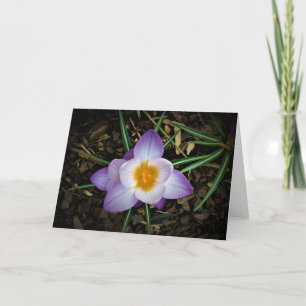 Crocus, tarjeta