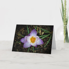 Crocus, tarjeta
