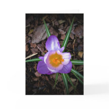 Crocus, tarjeta