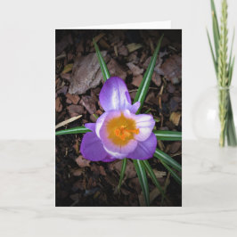 Crocus, tarjeta