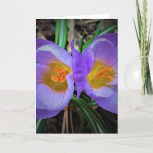 Crocus, tarjeta (Anverso)