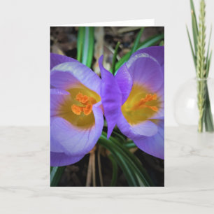 Crocus, tarjeta