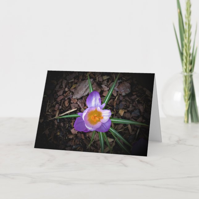 Crocus, tarjeta (Anverso)