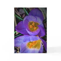 Crocus, tarjeta