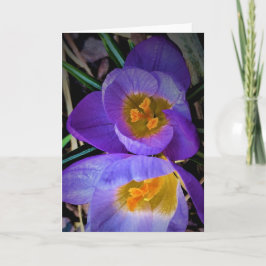 Crocus, tarjeta