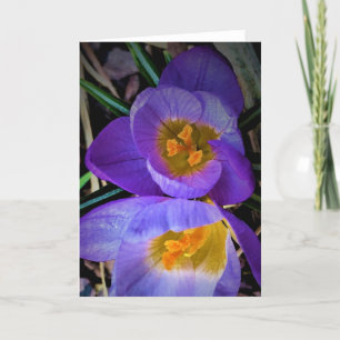 Crocus, tarjeta