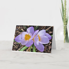 Crocus, tarjeta