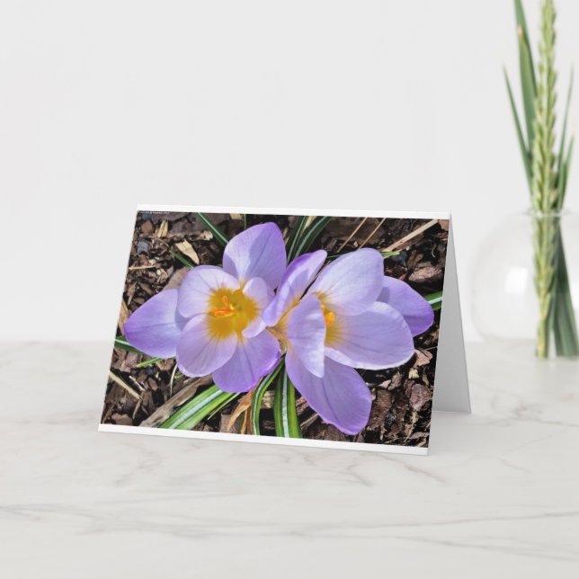 Crocus, tarjeta (Anverso)