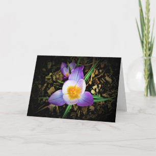 Crocus, tarjeta