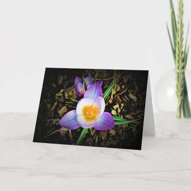 Crocus, tarjeta (Anverso)