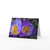 Crocus, tarjeta