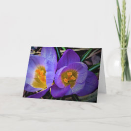 Crocus, tarjeta
