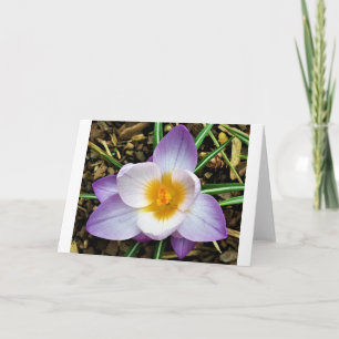 Crocus, tarjeta