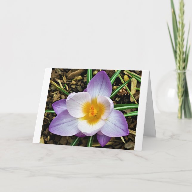 Crocus, tarjeta (Anverso)