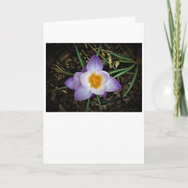 Crocus, tarjeta