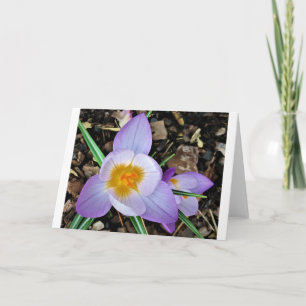 Crocus, tarjeta