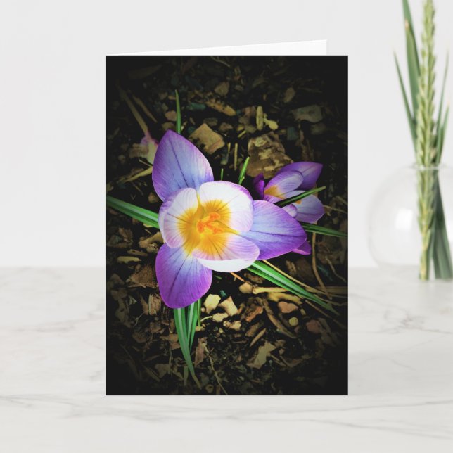 Crocus, tarjeta (Anverso)