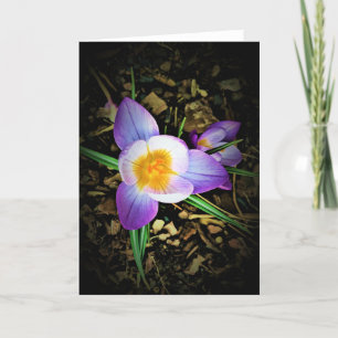 Crocus, tarjeta