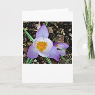 Crocus, tarjeta