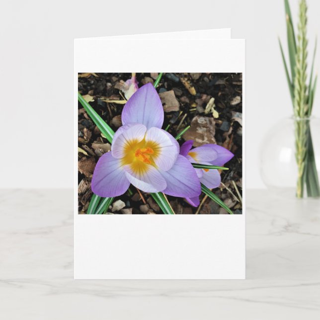 Crocus, tarjeta (Anverso)