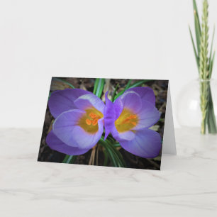 Crocus, tarjeta