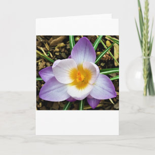 Crocus, tarjeta