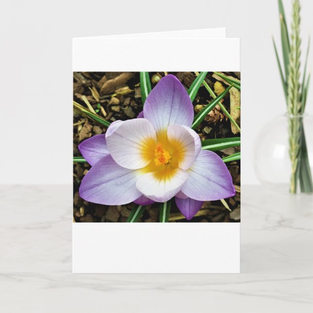 Crocus, tarjeta (Anverso)